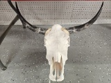 Cattle Skull