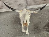 Cattle Skull