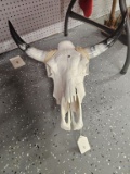 Cattle Skull