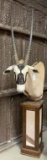 Gemsbok Pedestal Mount
