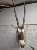 Gemsbok Shoulder Mount