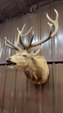 Elk Shoulder Mount