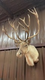 Caribou Shoulder Mount