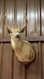 Whitetail Deer Shoulder Mount