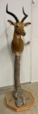 Impala Mount on Pedestal