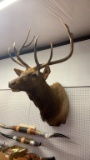 Elk Shoulder Mount