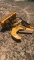 S Houle TS16 Treerex Tree Shear Skid Steer