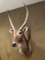 Waterbuck Mount