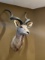 Kudu Mount