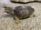 Snapping Turtle Mount
