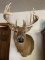 Whitetail Deer Mount