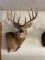 Whitetail Deer Mount