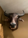 Water Buffalo Mount