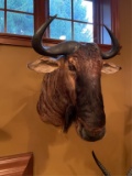 Blue Wildebeest Mount