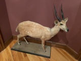 Bushbuck Mount