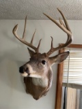 Whitetail Deer Mount