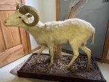 Texas White Dall Sheep Ram