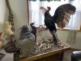 Wild Turkey Mount  Fight Scene