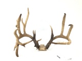 Replica of Record Holding Trophy Buck Antlers