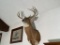 Indiana Whitetail 8 Point Buck