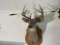 Indiana whitetail 9 Point Buck