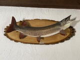 Muskie Fish Mount