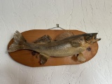 Walleye Fish Mount