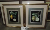 Pair Of Framed Color Fruit Prints