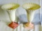 Coral & White Fluted Trumpet Style Lenox Vases