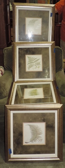 4 Framed Fern Prints