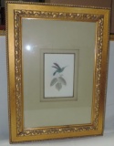 Beautifully Matted And Framed Hummingbird Etching