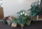 Lot of Artificial Plants and Tree's