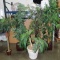 LOT OF 5 ARTIFICIAL TREES IN POTS