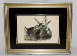 Original 1840 First Edition Audubon Print In Frame