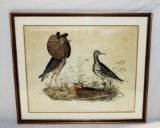 Folio Framed Hand-Colored Bird Print 1828 By Prideux Selby