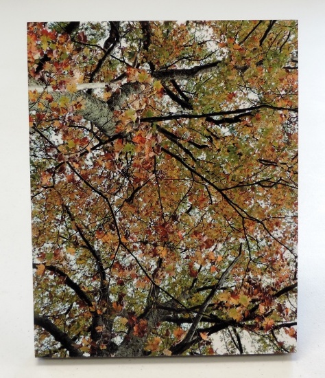 "Changing Canopy" Mounted Photo