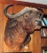 Huge Cape  Buffalo Wall Mount