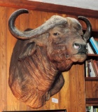 Huge Cape  Buffalo Wall Mount