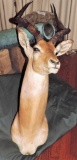 African Impala Wall Mount