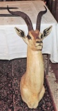 African Grants Gazelle Wall Mount