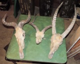 Lot of African Animal Skulls