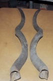 Pair of Gazelle Horns