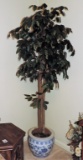 Ficus Tree In Oriental Planter