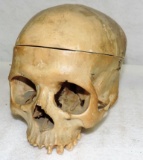 Antique Human Skull