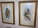 Pair of Antique Framed Color Chromolithograph Bird Prints