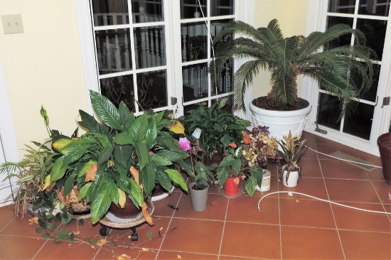 Lot Of 10 Potted Plants-some Exotic