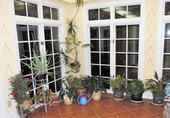 Lot Of Live Plants And Planters