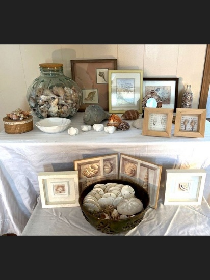 Seashell Lot
