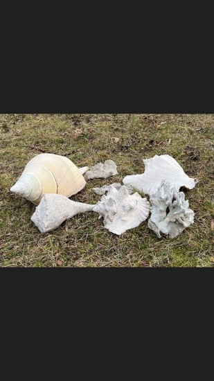 Shell Lot