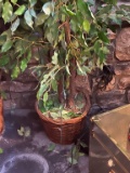 Seven Foot Ficus Tree